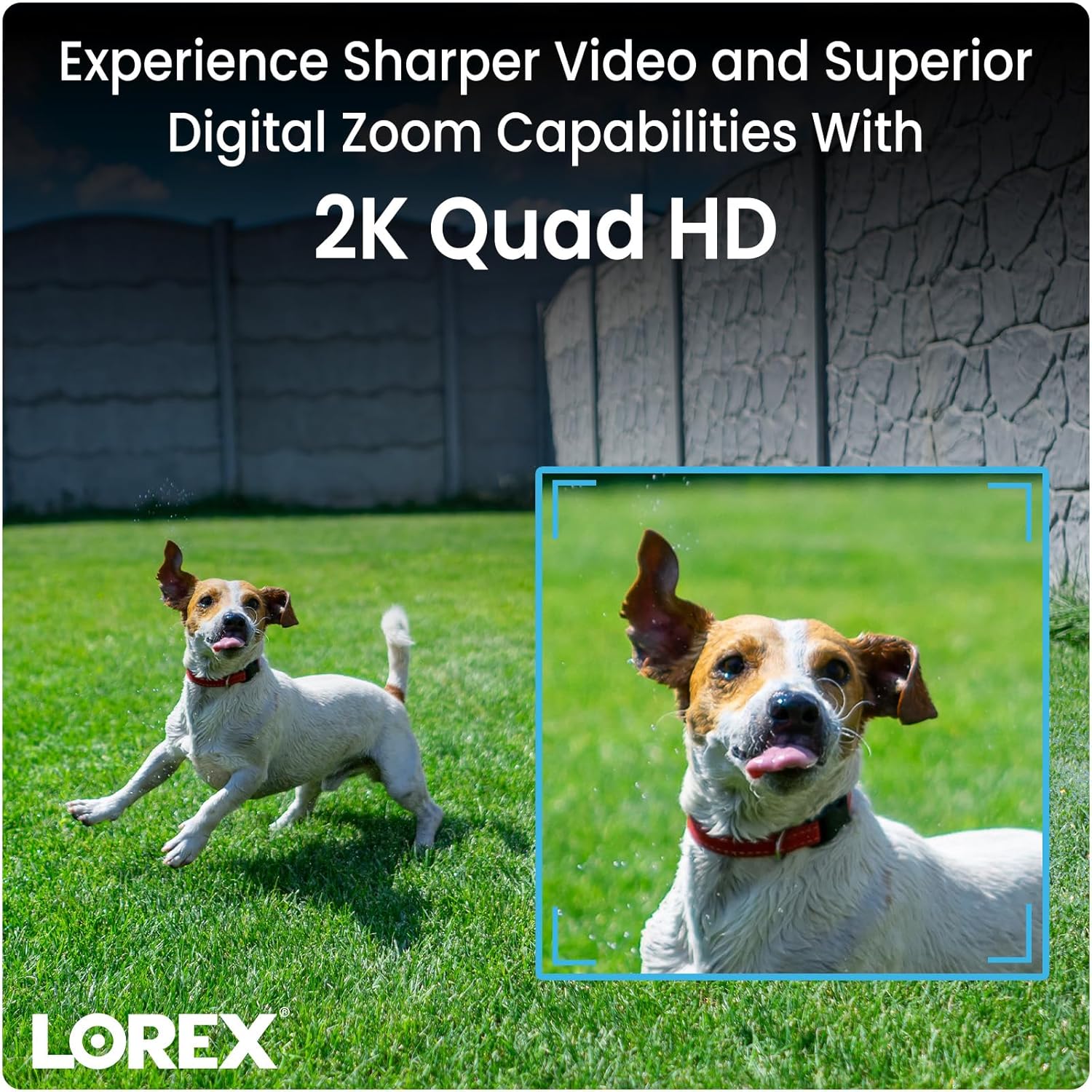 Dog shown in sharp 2K Quad HD video with digital zoom capabilities.